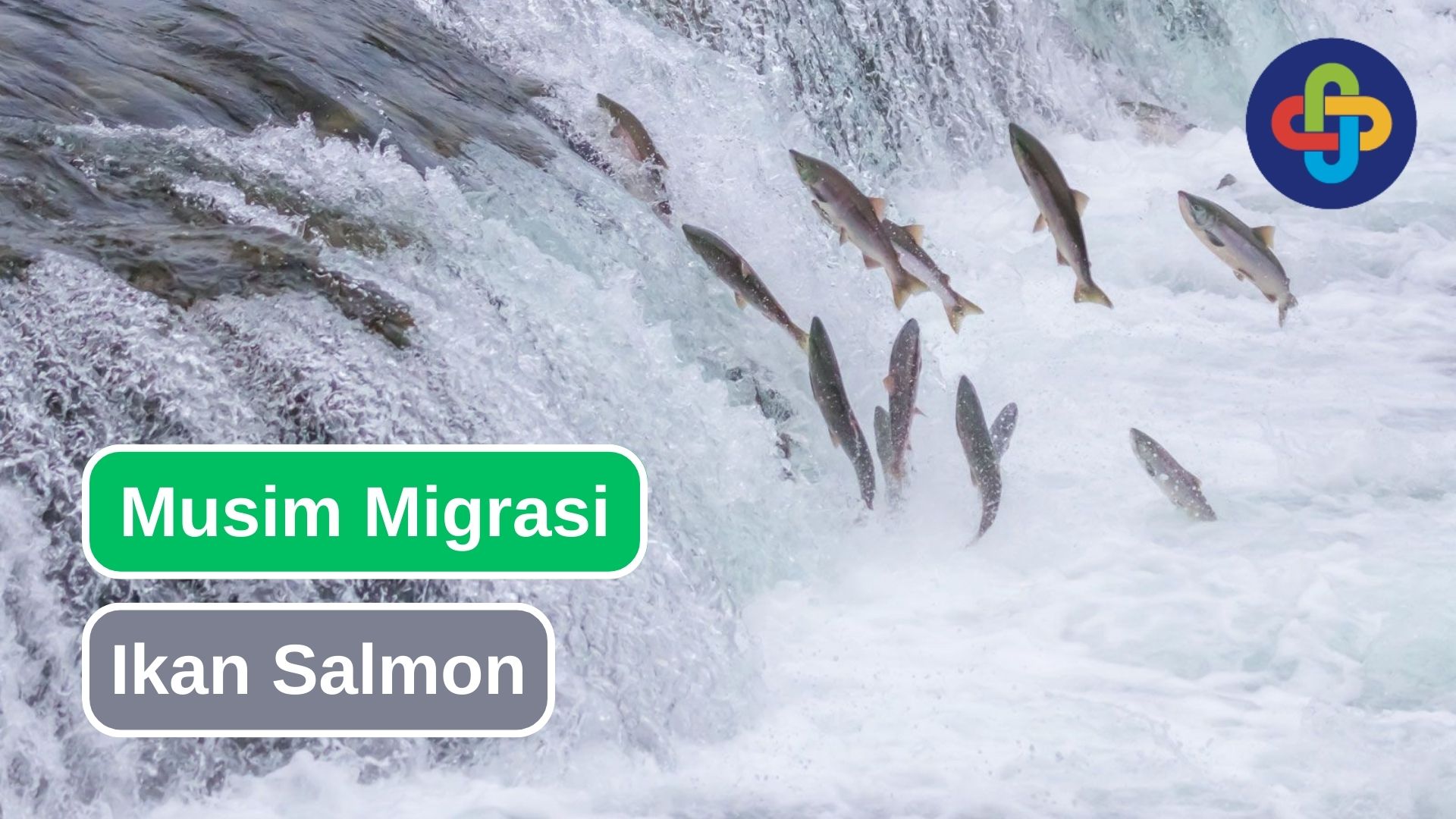 Musim Migrasi Ikan Salmon yang Luar Biasa